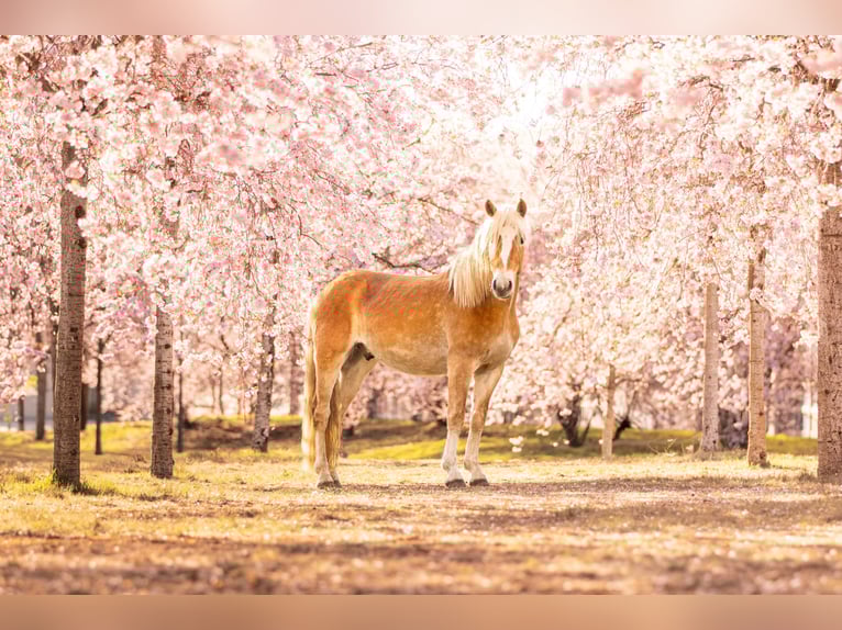 Haflinger Wallach 3 Jahre 145 cm Fuchs in Wasb&#xFC;ttel