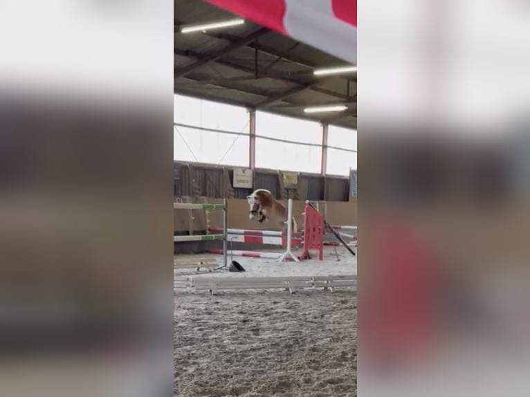 Haflinger Wallach 3 Jahre 145 cm Fuchs in Wasb&#xFC;ttel