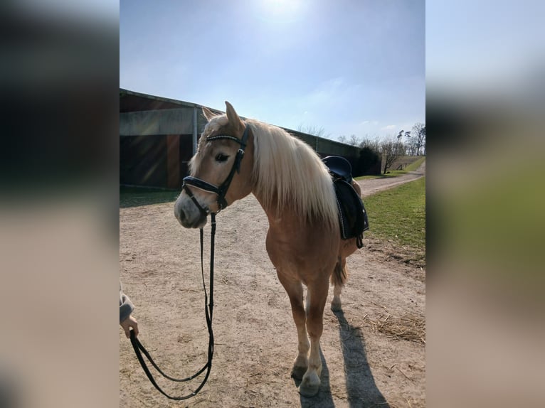 Haflinger Wallach 3 Jahre 146 cm  in Fuldabrück