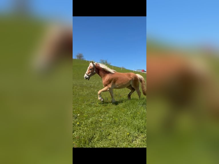 Haflinger Wallach 3 Jahre 146 cm Dunkelfuchs in Steyr