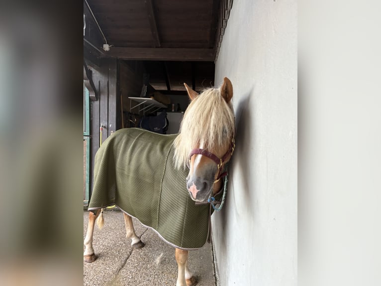 Haflinger Wallach 3 Jahre 146 cm Fuchs in Eching
