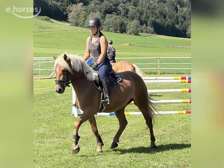 Haflinger Wallach 3 Jahre 146 cm Fuchs in Sankt Peter am Kammersberg
