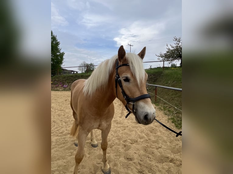 Haflinger Wallach 3 Jahre 146 cm Fuchs in Neustadt in Sachsen, Oberottendorf