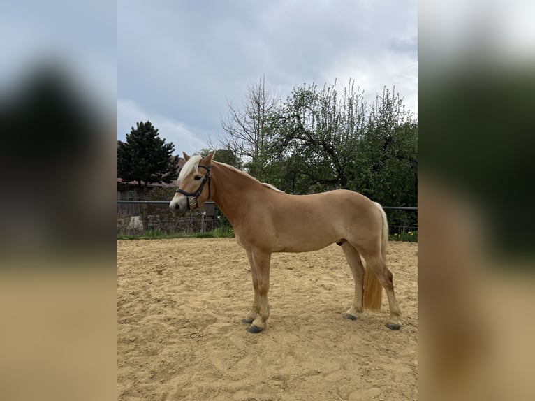 Haflinger Wallach 3 Jahre 146 cm Fuchs in Neustadt in Sachsen, Oberottendorf