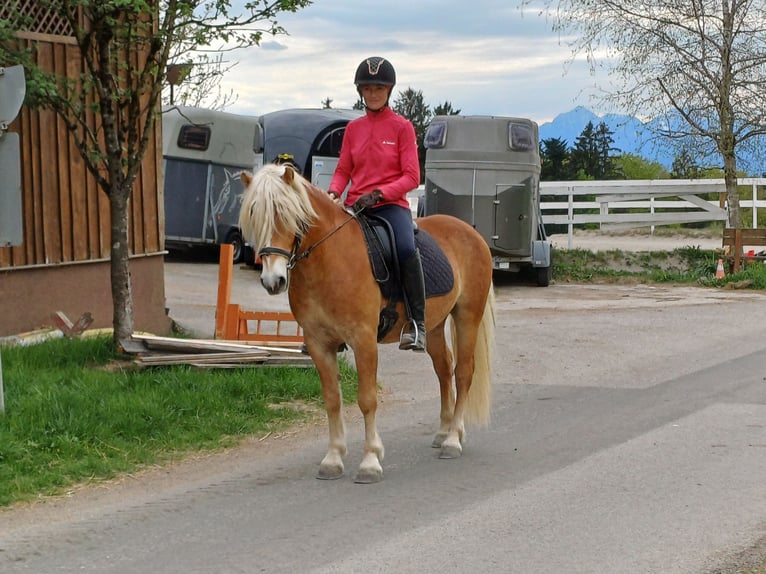 Haflinger Wallach 3 Jahre 146 cm Fuchs in Mattsee