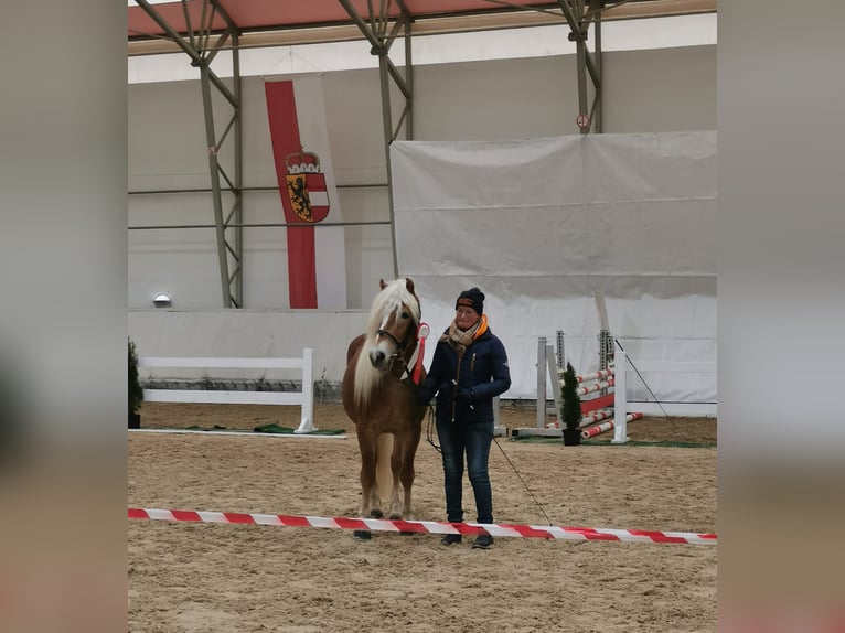 Haflinger Wallach 3 Jahre 146 cm Fuchs in Mattsee