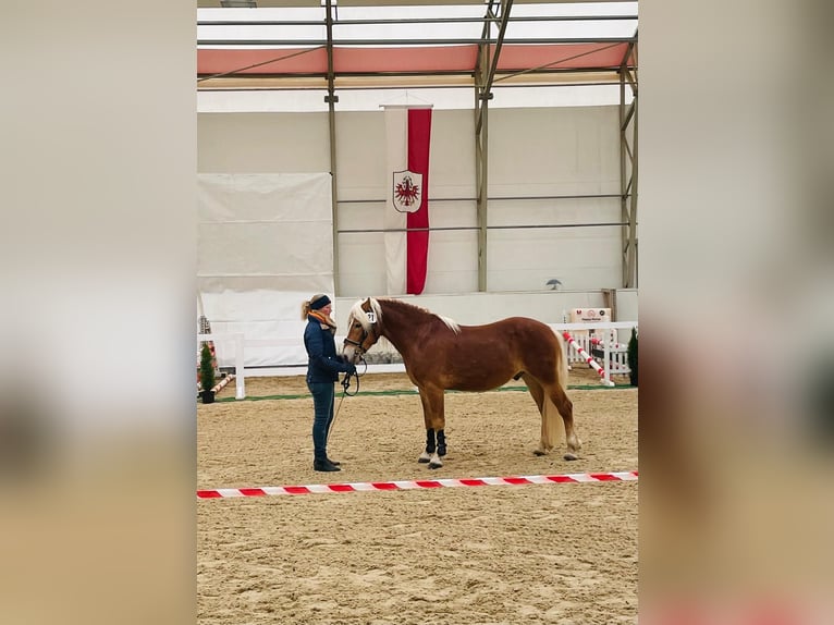 Haflinger Wallach 3 Jahre 146 cm Fuchs in Mattsee