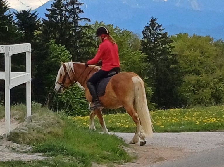 Haflinger Wallach 3 Jahre 146 cm Fuchs in Mattsee