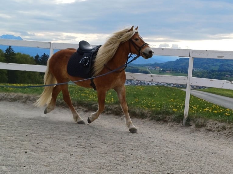 Haflinger Wallach 3 Jahre 146 cm Fuchs in Mattsee