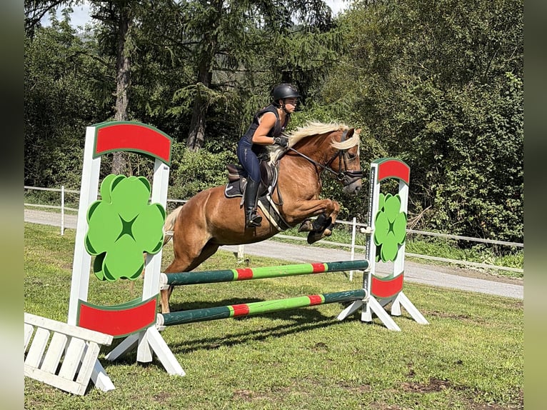 Haflinger Wallach 3 Jahre 146 cm Fuchs in Katsch an der Mur