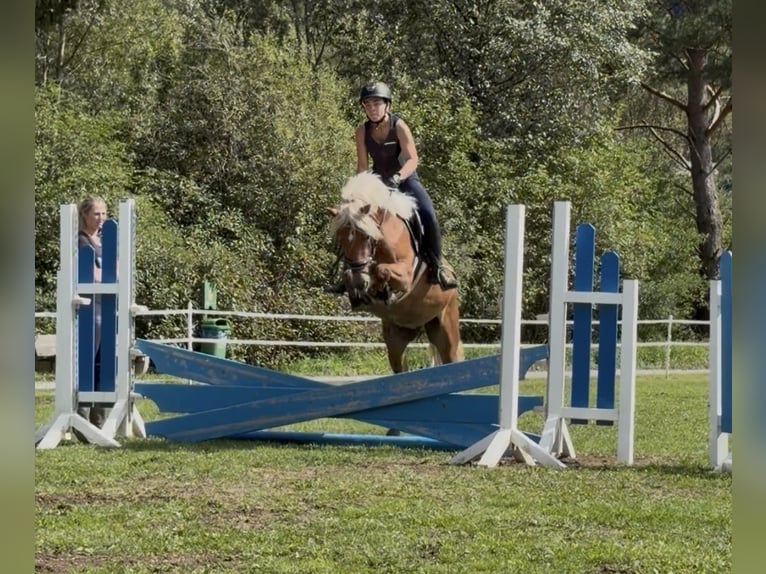 Haflinger Wallach 3 Jahre 146 cm Fuchs in Katsch an der Mur