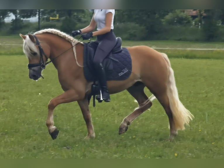 Haflinger Wallach 3 Jahre 147 cm Dunkelfuchs in Bayrischzell