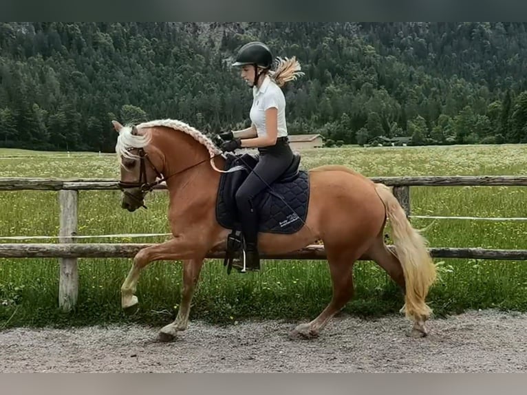 Haflinger Wallach 3 Jahre 147 cm Dunkelfuchs in Bayrischzell