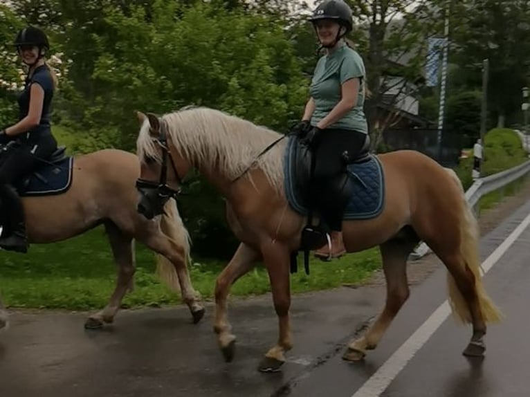 Haflinger Wallach 3 Jahre 147 cm Dunkelfuchs in Bayrischzell