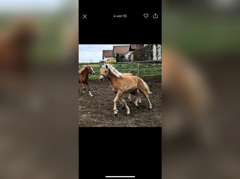 Haflinger Wallach 3 Jahre 147 cm Falbe in Haag in Oberbayern