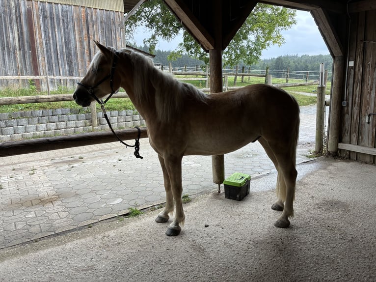 Haflinger Wallach 3 Jahre 147 cm Falbe in Haag in Oberbayern