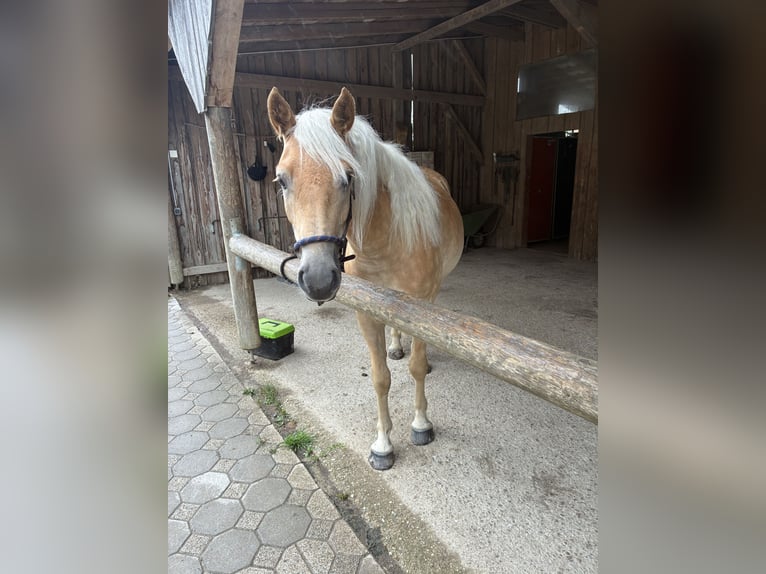 Haflinger Wallach 3 Jahre 147 cm Falbe in Haag in Oberbayern