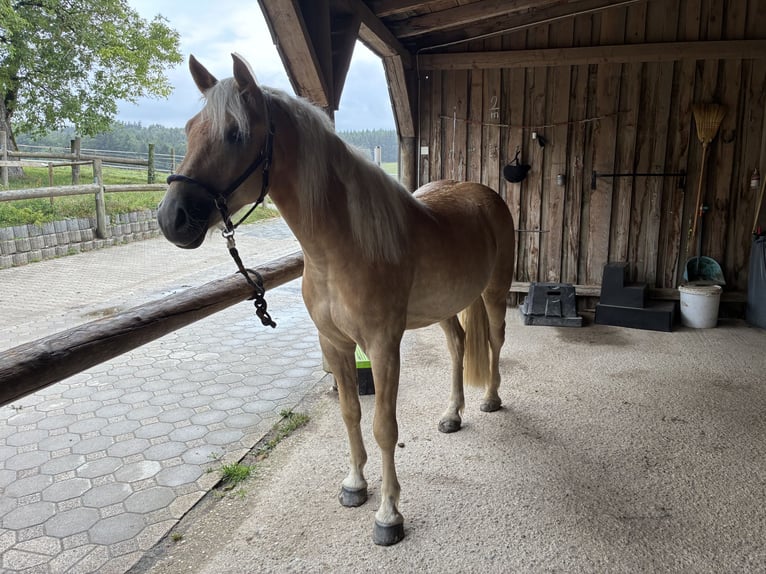 Haflinger Wallach 3 Jahre 147 cm Falbe in Haag in Oberbayern