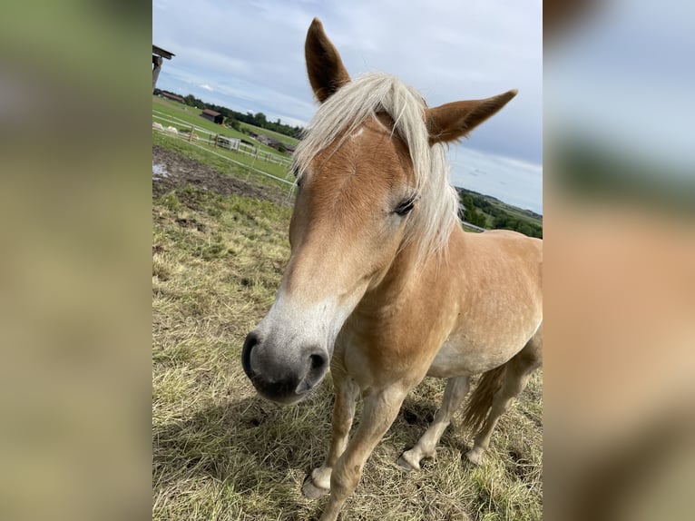 Haflinger Wallach 3 Jahre 147 cm Falbe in Haag in Oberbayern