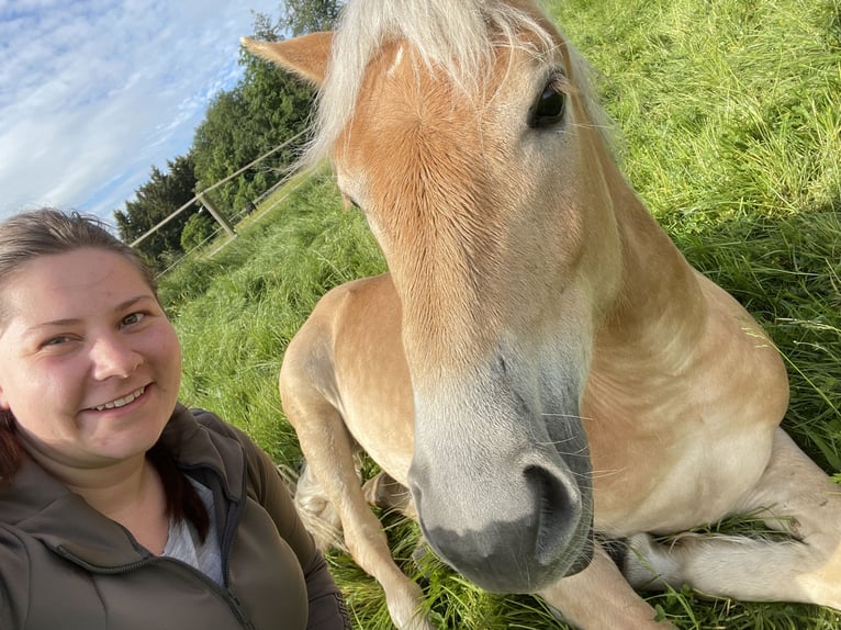 Haflinger Wallach 3 Jahre 147 cm Falbe in Haag in Oberbayern