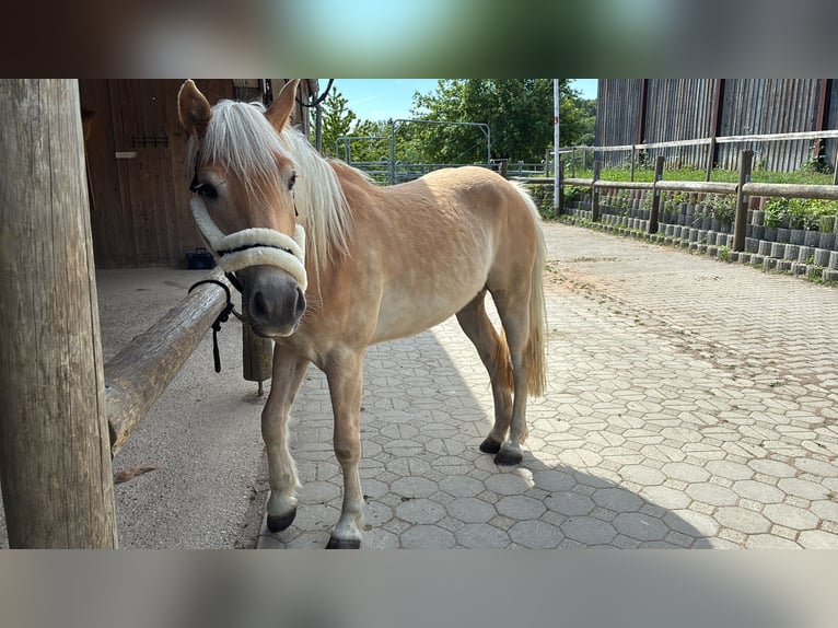 Haflinger Wallach 3 Jahre 147 cm Falbe in Haag in Oberbayern