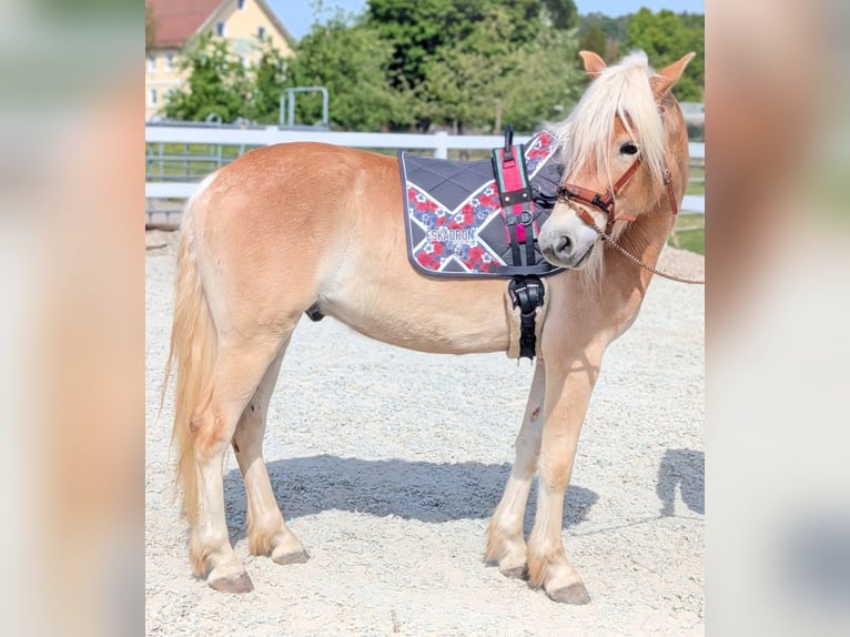 Haflinger Wallach 3 Jahre 147 cm Falbe in Kressbronn am Bodensee