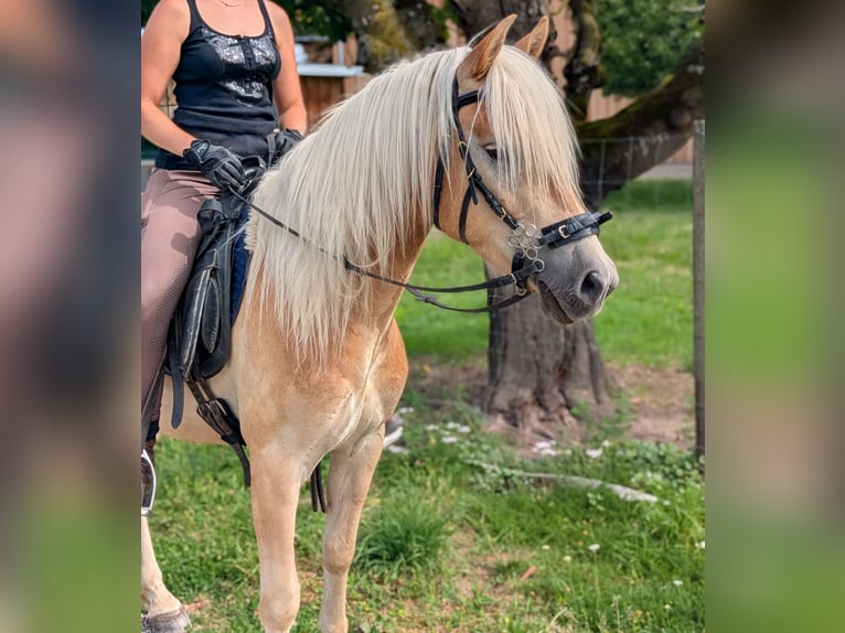 Haflinger Wallach 3 Jahre 147 cm Falbe in Kressbronn am Bodensee