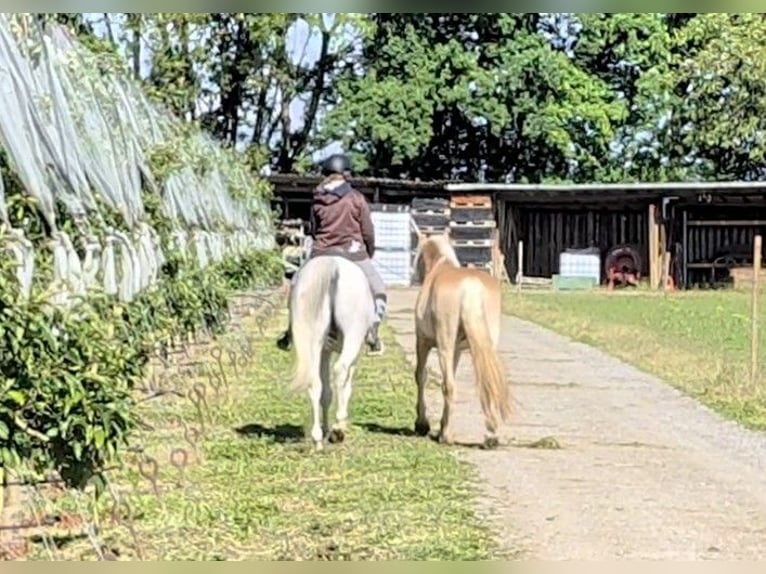 Haflinger Wallach 3 Jahre 147 cm Falbe in Kressbronn am Bodensee