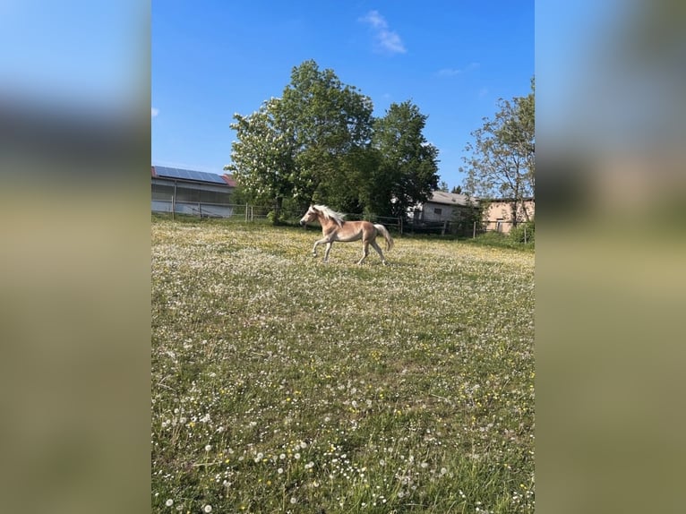 Haflinger Wallach 3 Jahre 147 cm  in NeresheimNeresheim