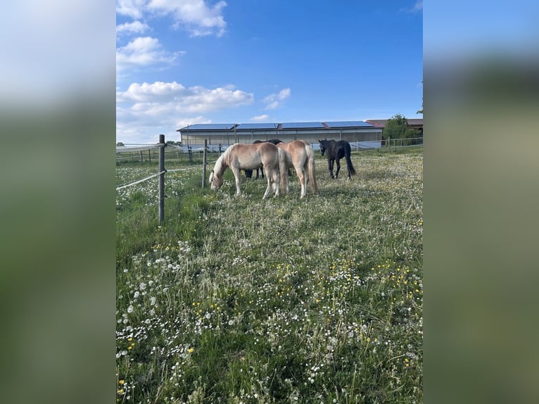 Haflinger Wallach 3 Jahre 147 cm  in NeresheimNeresheim