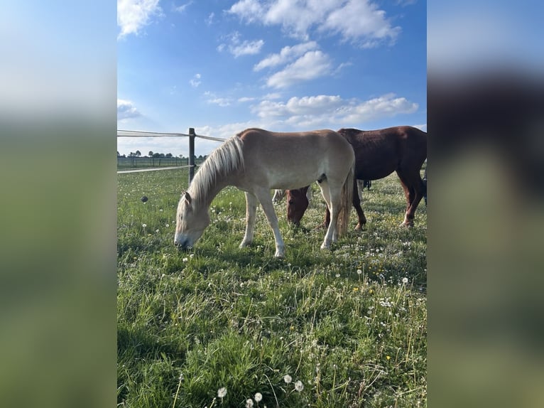 Haflinger Wallach 3 Jahre 147 cm  in NeresheimNeresheim