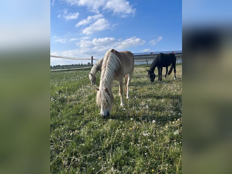 Haflinger Wallach 3 Jahre 147 cm  in NeresheimNeresheim