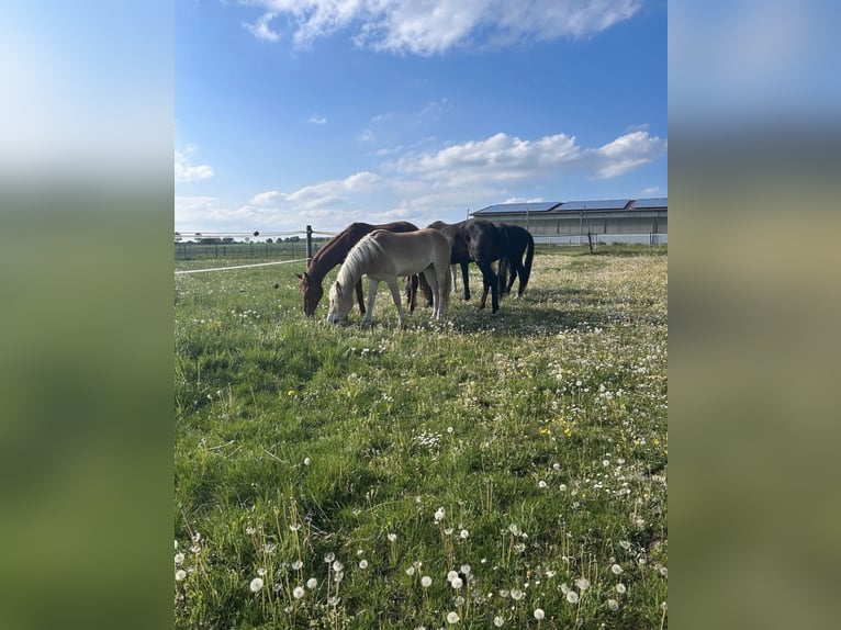 Haflinger Wallach 3 Jahre 147 cm  in NeresheimNeresheim