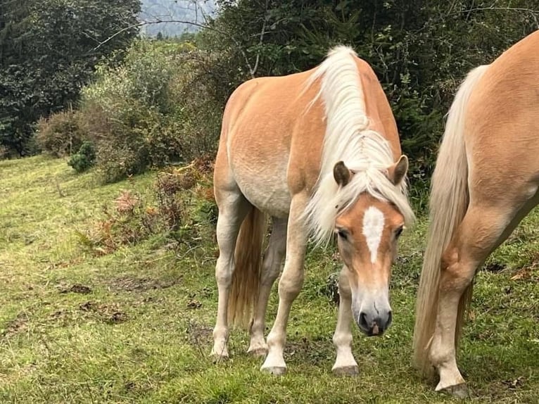 Haflinger Wallach 3 Jahre 147 cm Fuchs in Pfunds