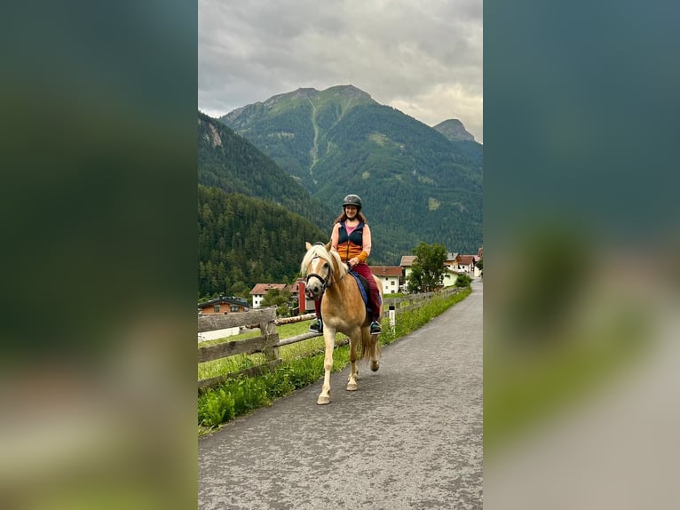 Haflinger Wallach 3 Jahre 147 cm Fuchs in Pfunds