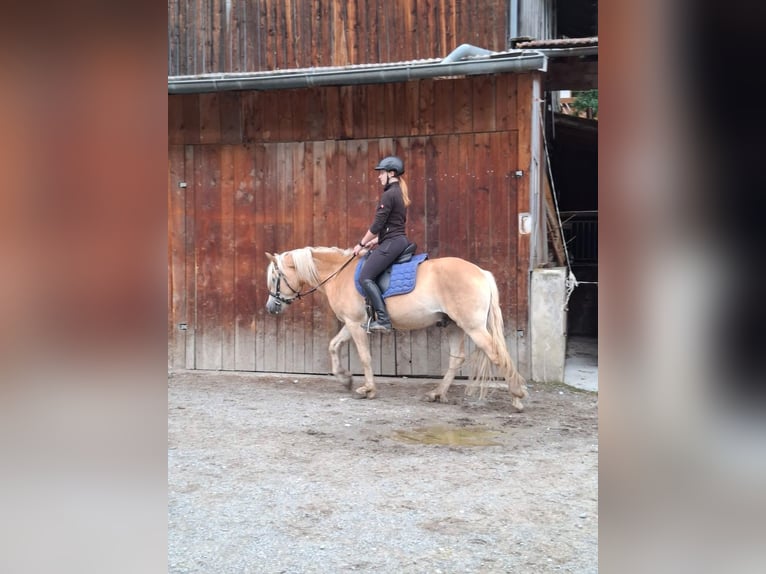 Haflinger Wallach 3 Jahre 147 cm Fuchs in Pfunds
