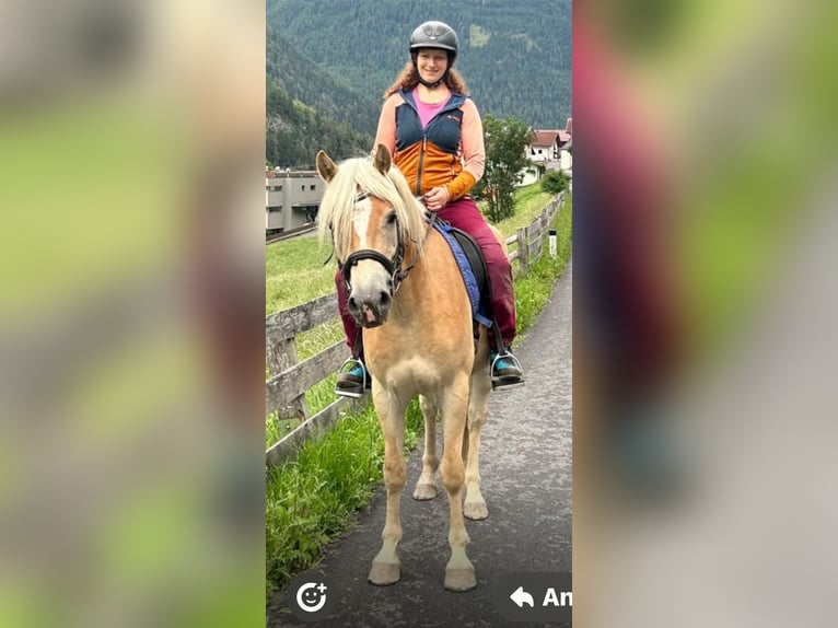 Haflinger Wallach 3 Jahre 147 cm Fuchs in Pfunds