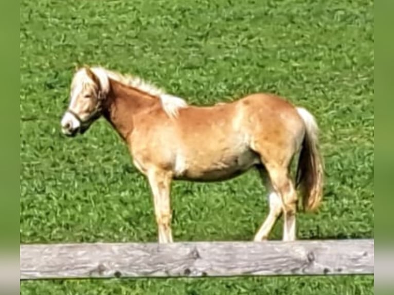 Haflinger Wallach 3 Jahre 147 cm Fuchs in Steyr