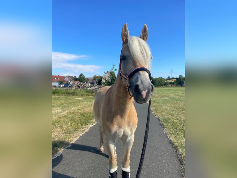 Haflinger Wallach 3 Jahre 147 cm Fuchs in Veitsbronn