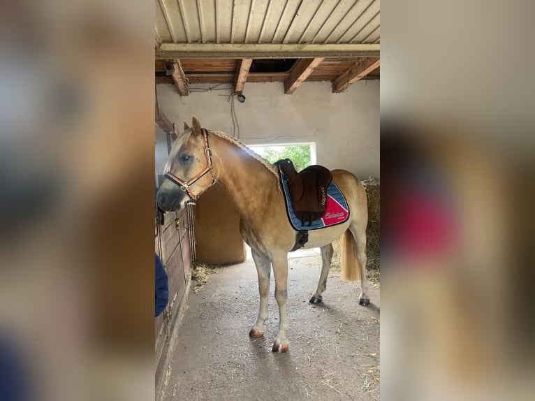 Haflinger Wallach 3 Jahre 147 cm Fuchs in Veitsbronn