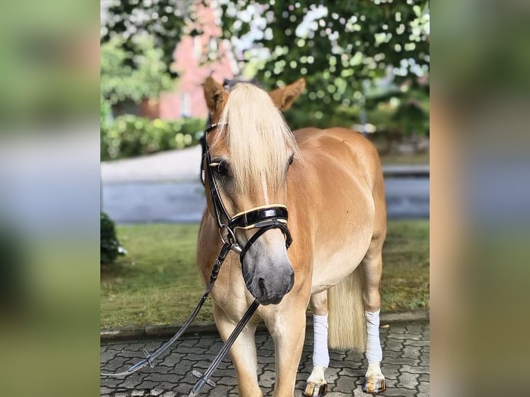 Haflinger Wallach 3 Jahre 147 cm Palomino in Fredenbeck