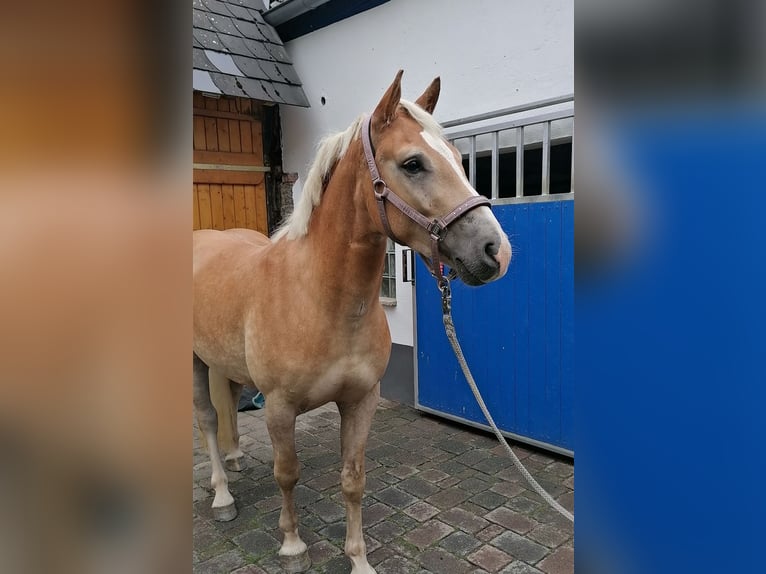 Haflinger Wallach 3 Jahre 148 cm in Heidenrod