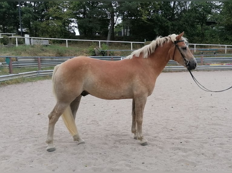 Haflinger Wallach 3 Jahre 148 cm in Heidenrod