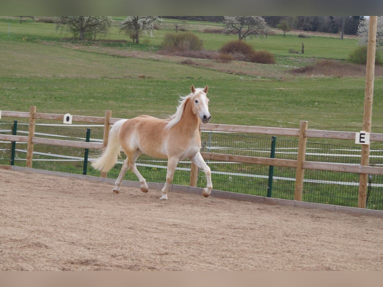 Haflinger Wallach 3 Jahre 148 cm Fuchs in Engelsbrand