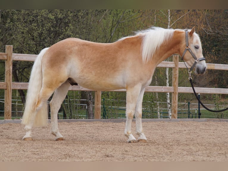 Haflinger Wallach 3 Jahre 148 cm Fuchs in Engelsbrand