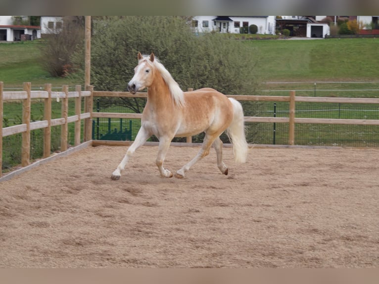 Haflinger Wallach 3 Jahre 148 cm Fuchs in Engelsbrand