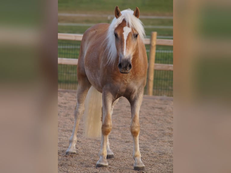 Haflinger Wallach 3 Jahre 148 cm Fuchs in Engelsbrand