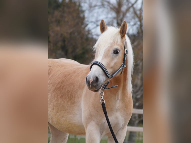 Haflinger Wallach 3 Jahre 148 cm Fuchs in Engelsbrand