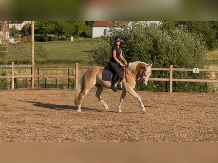 Haflinger Wallach 3 Jahre 148 cm Fuchs in Engelsbrand