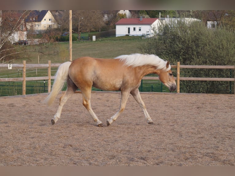 Haflinger Wallach 3 Jahre 148 cm Fuchs in Engelsbrand